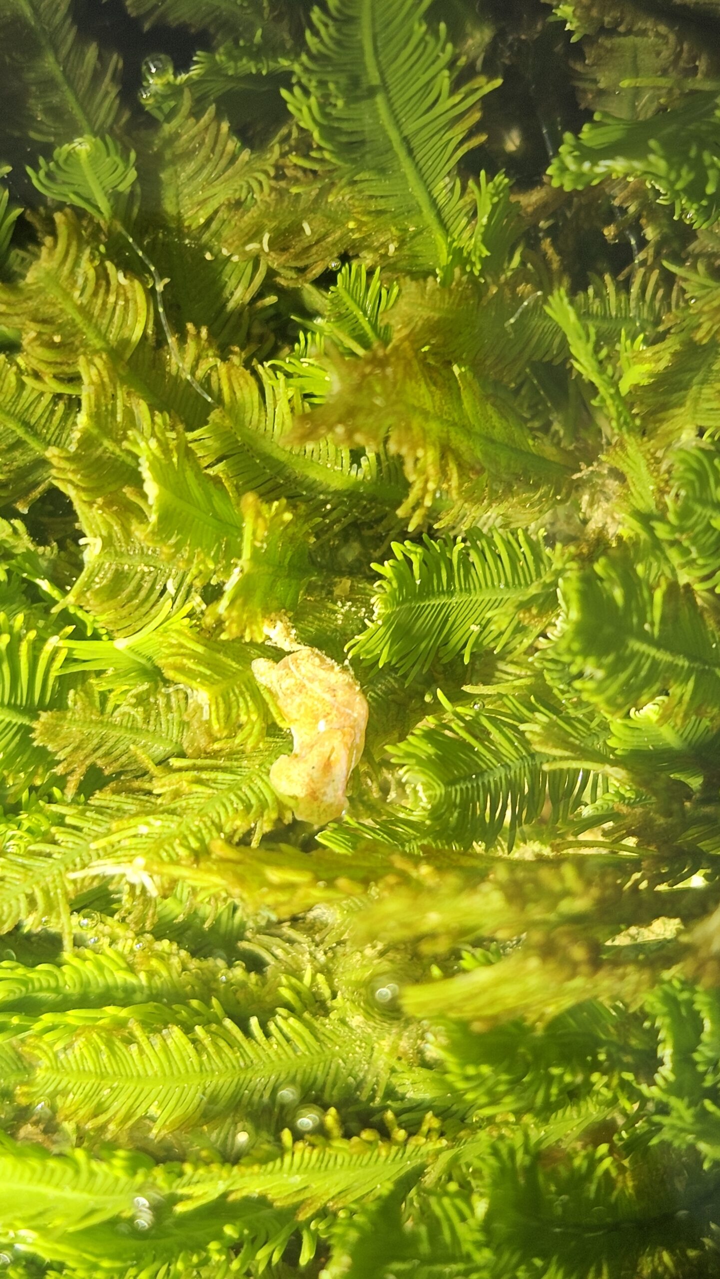 Bubble Snail in the Tidepool · Intertidal Shorewalk
