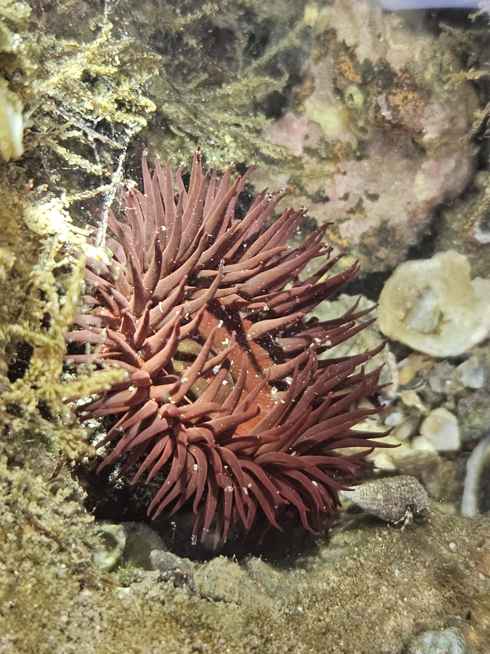 Intertidal Shorewalk — Canopy By The Coast
