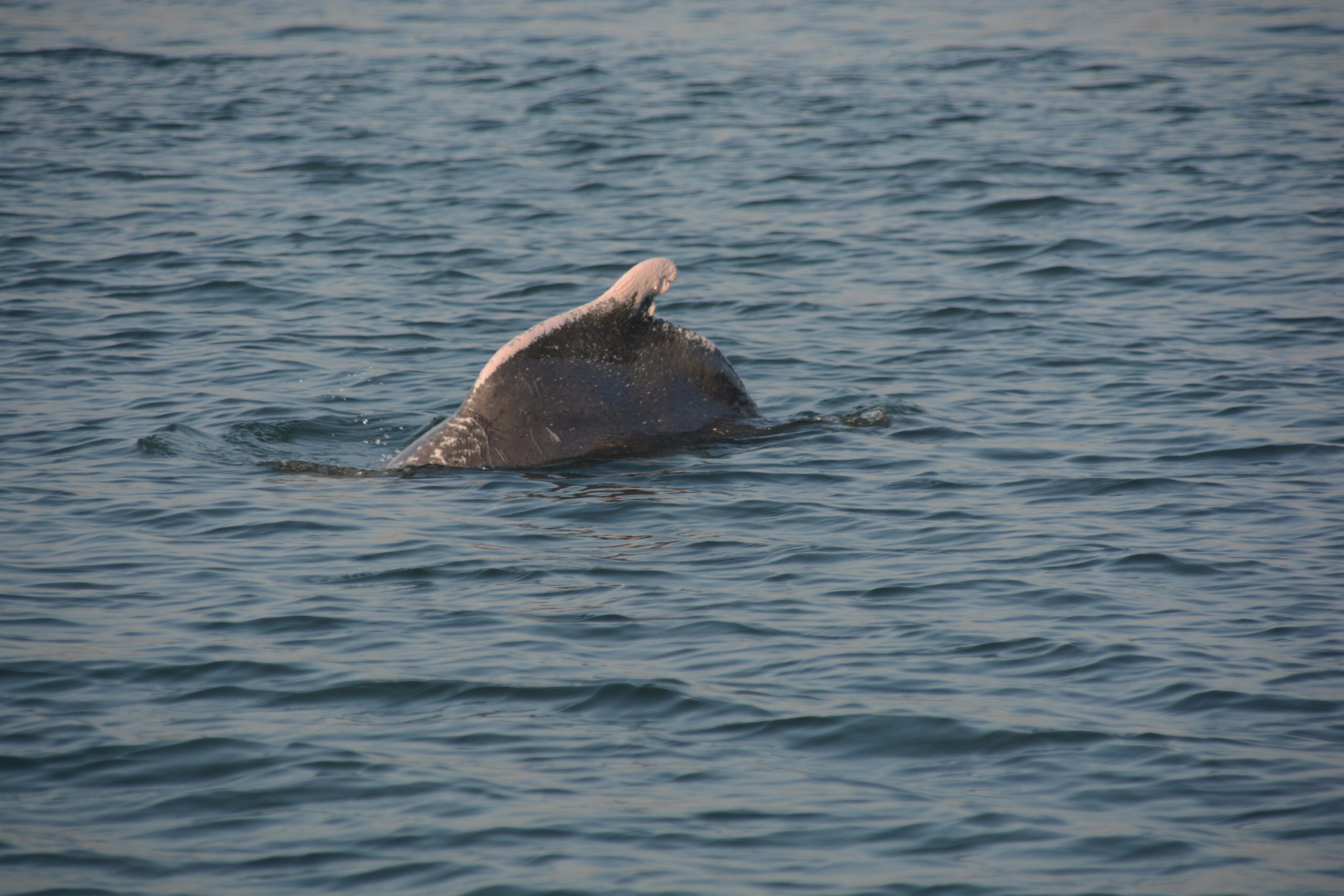 Dolphin Dorsal Fin · Marine Ecology Boat Ride