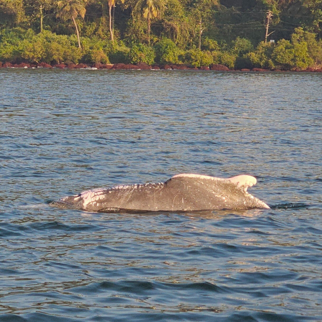 Indian Ocean Humpback Dolphin · Marine Ecology Boat Ride