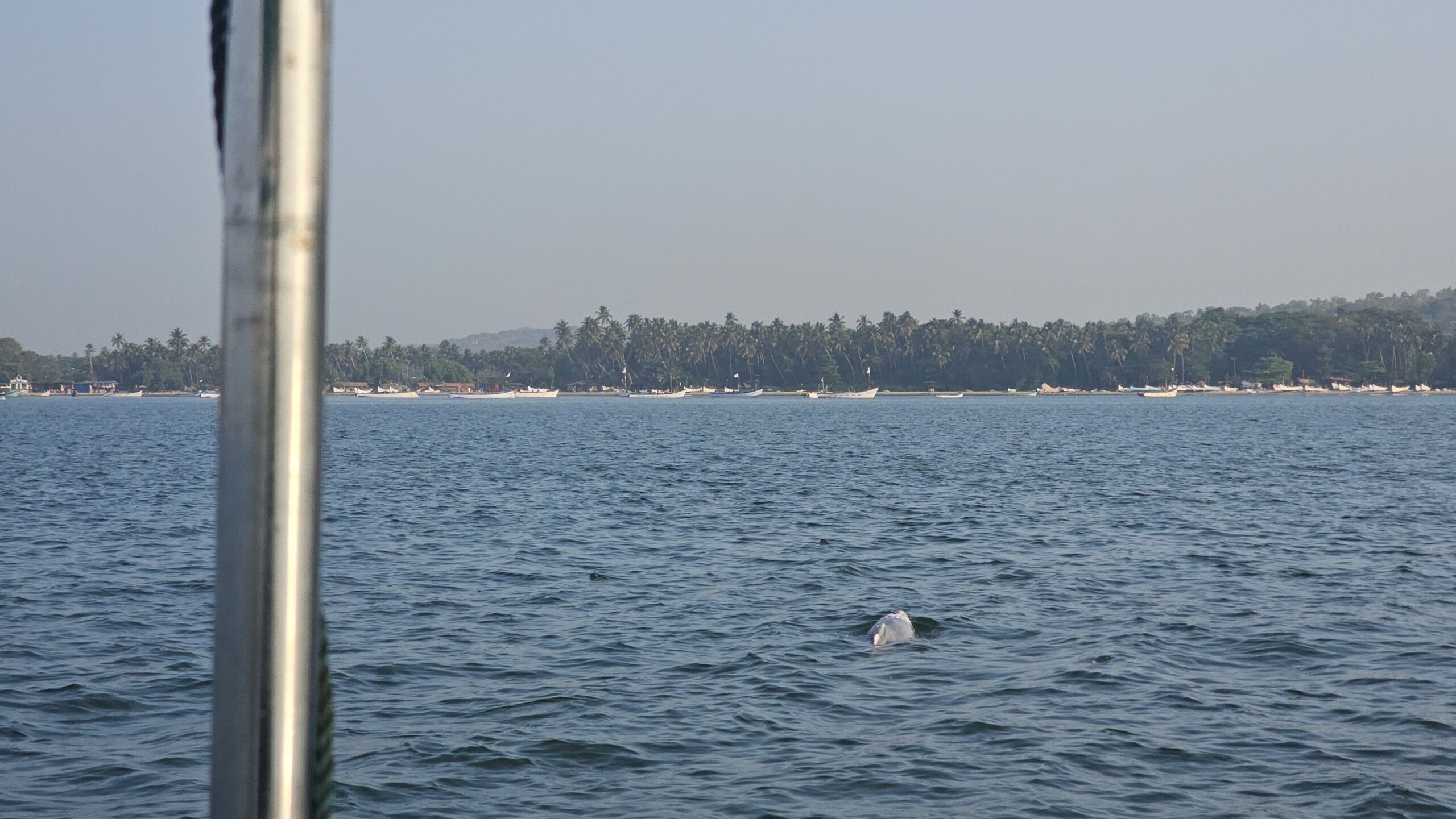 Marine Ecology Boat Ride — Canopy By The Coast