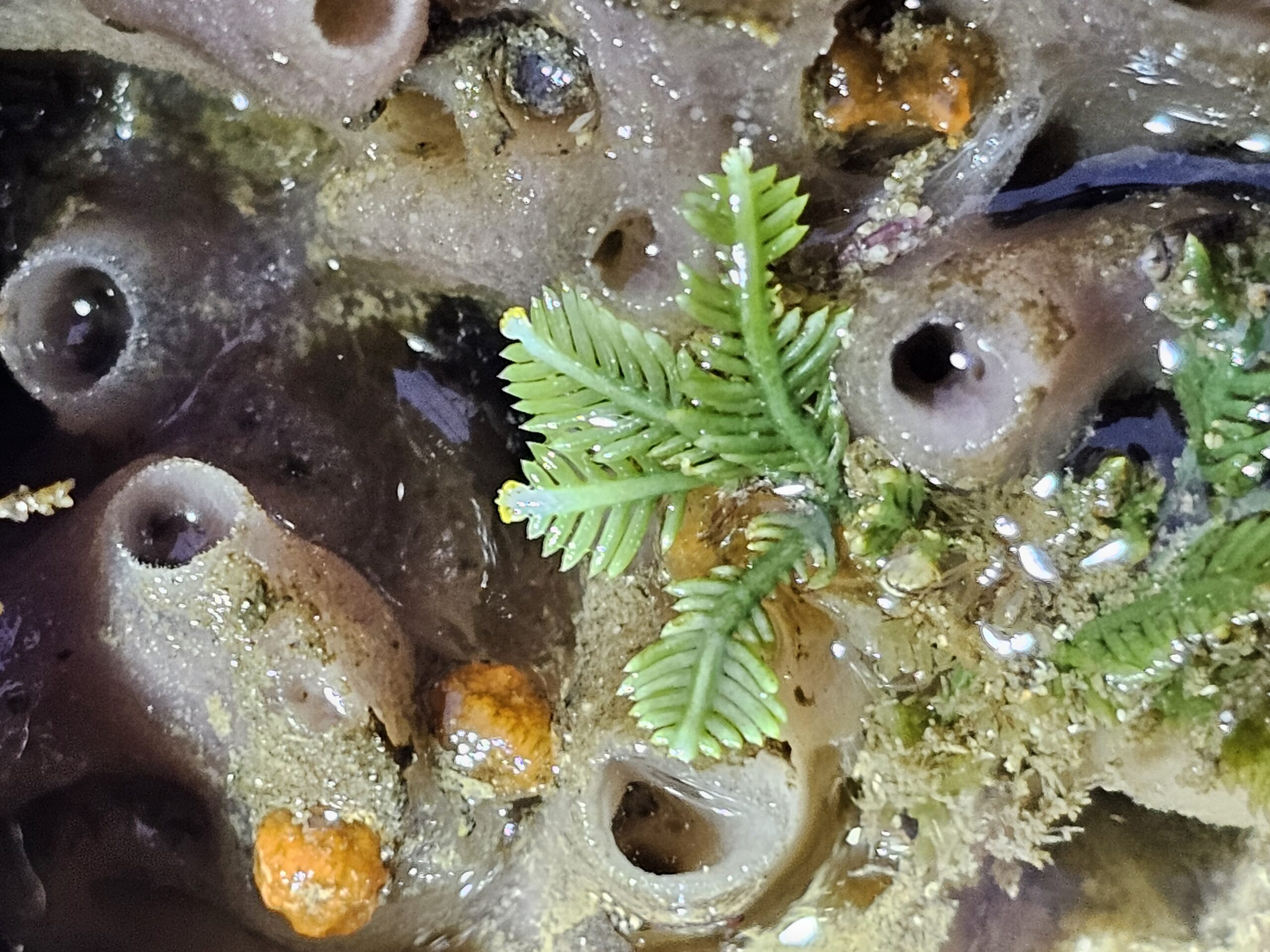 Sea Sponges and Caulerpa · Intertidal Shorewalk